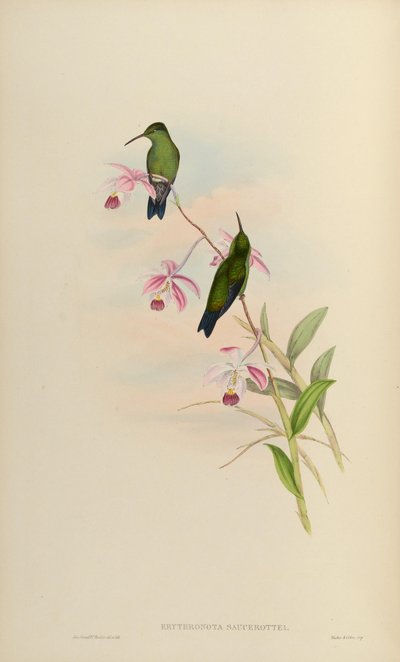 Amazilia saucerrottei saucerrottei by John Gould